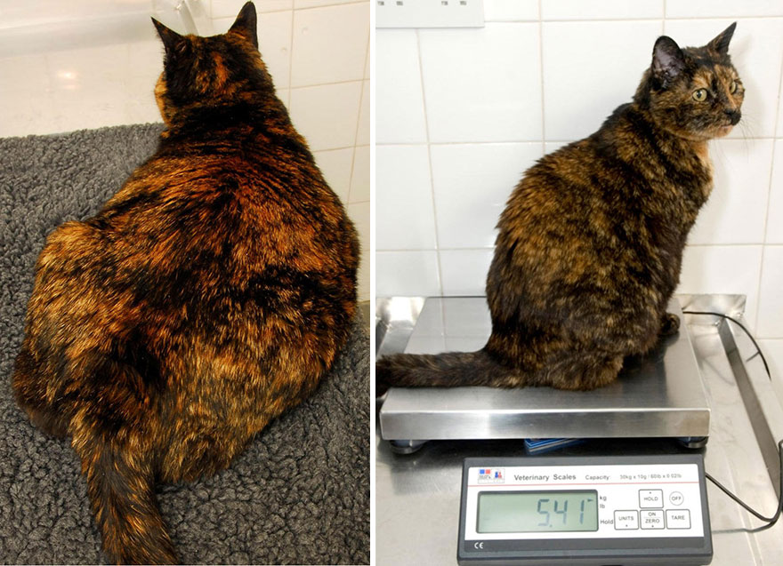 Lucha contra la obesidad felina en el Reino Unido