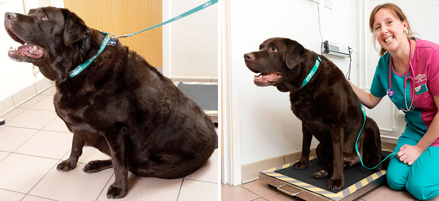 Lucha contra la obesidad canina en Inglaterra