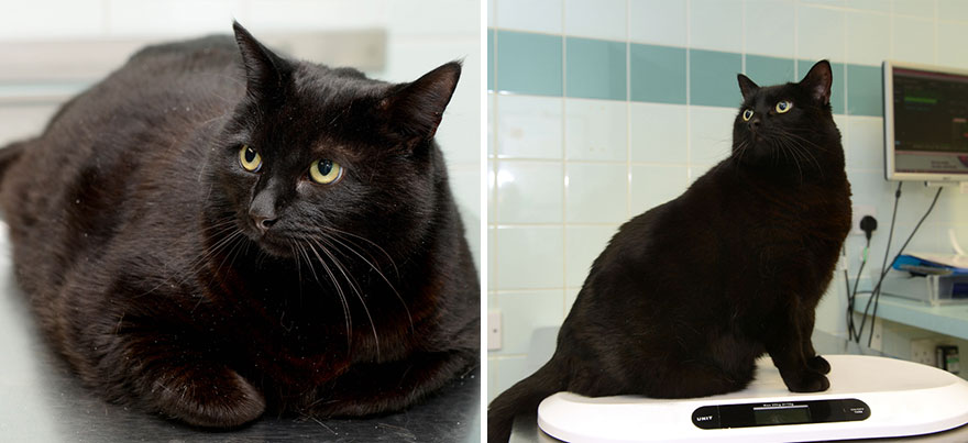 Lucha contra la obesidad felina en Inglaterra