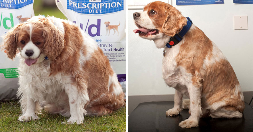 Lucha contra la obesidad canina en Inglaterra