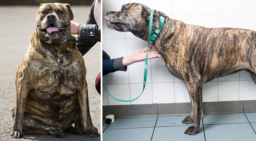 Lucha contra la obesidad canina en Inglaterra 3