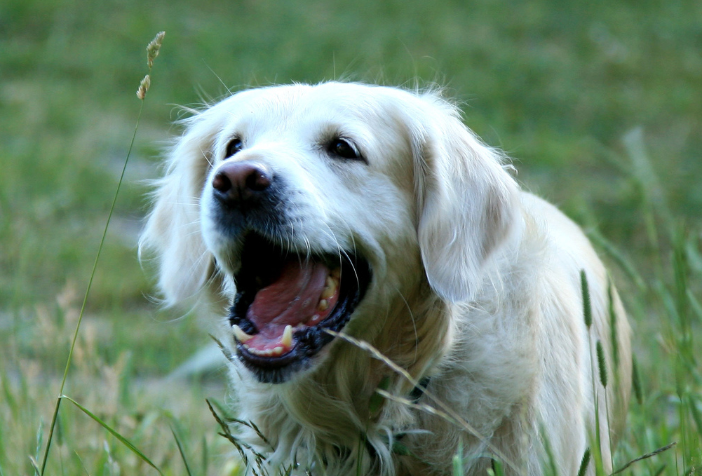 El nombre del perro
