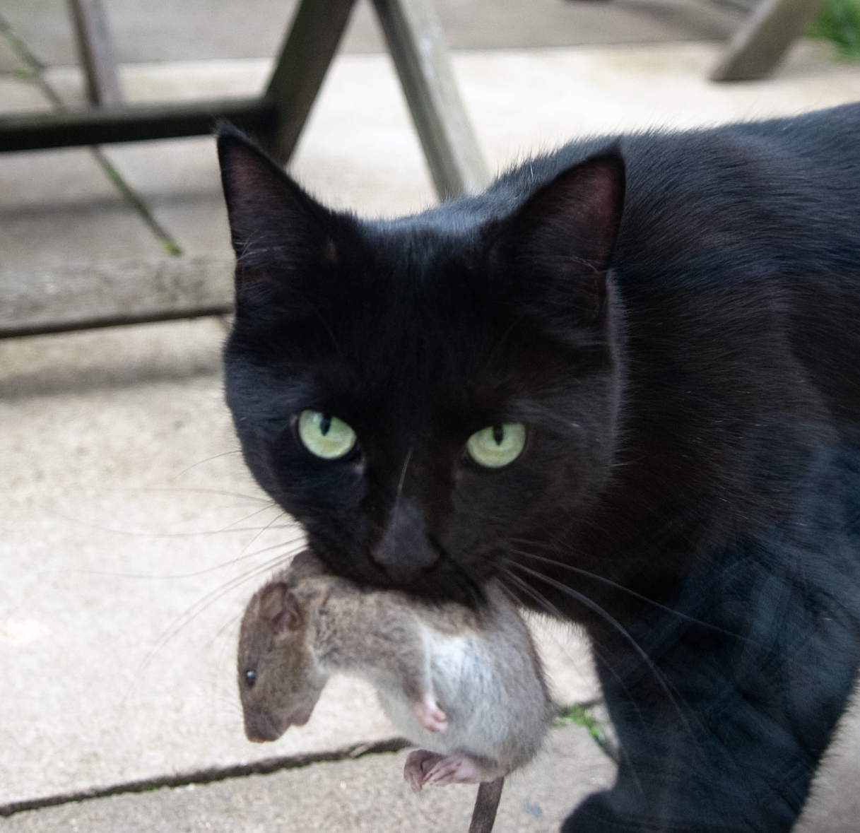 Gato atrapa una rata