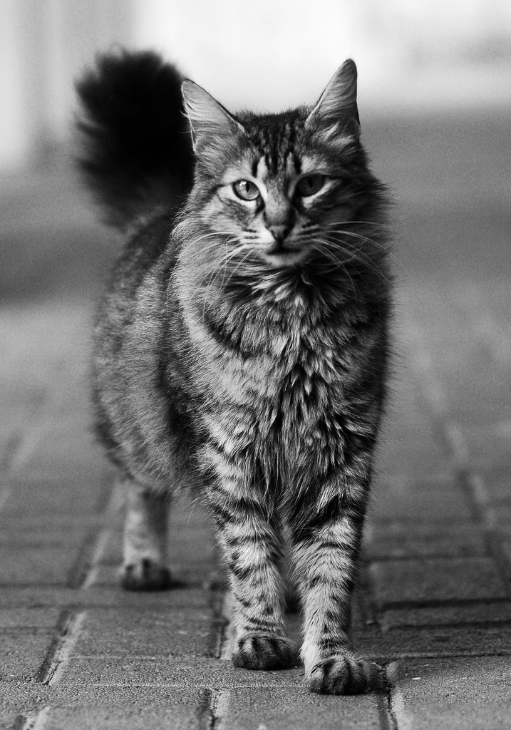 Los gatos y las ratas