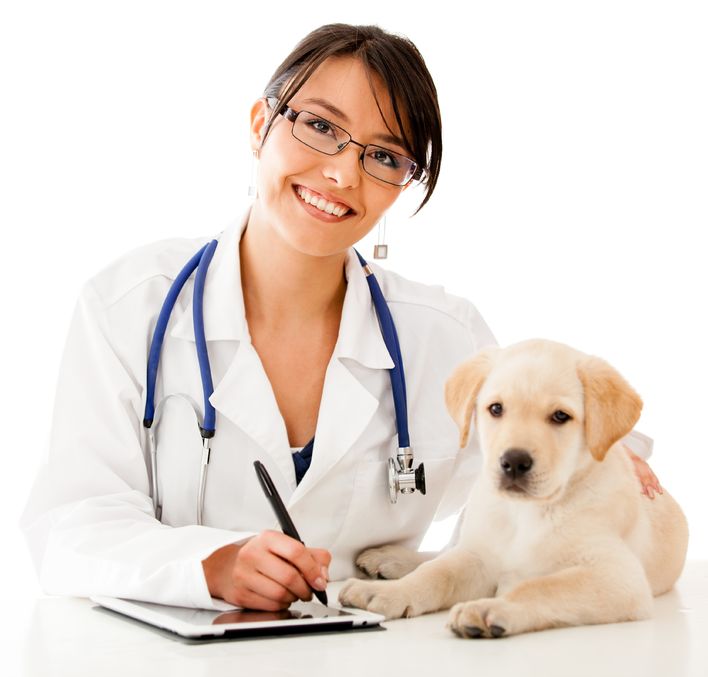 Esterilización de la perra