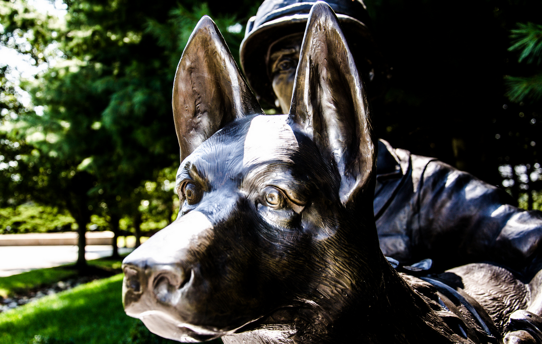 perro de rescate