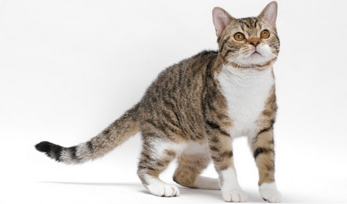 Estándar del gato americano de pelo duro