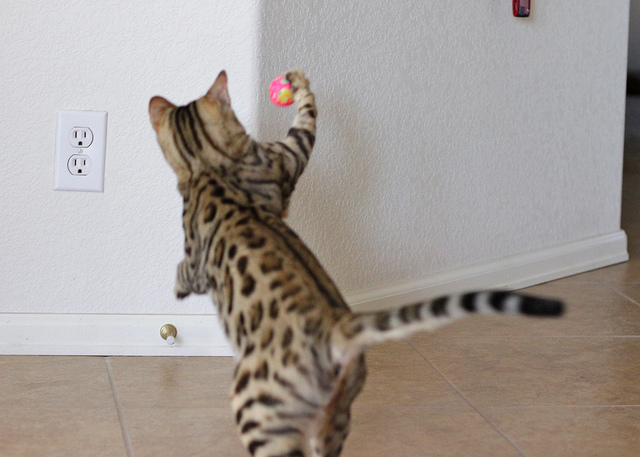 El gato y el ping-pong