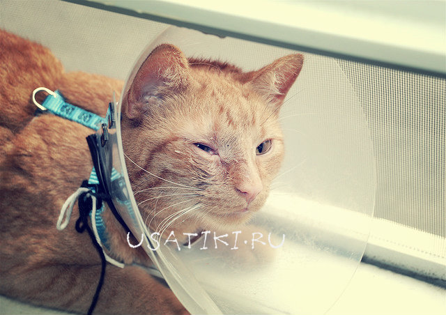 ¡Es necesario tratar a la mascota bajo control veterinario!