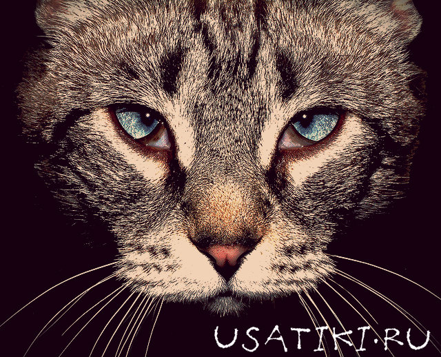 Blefaritis en un gato