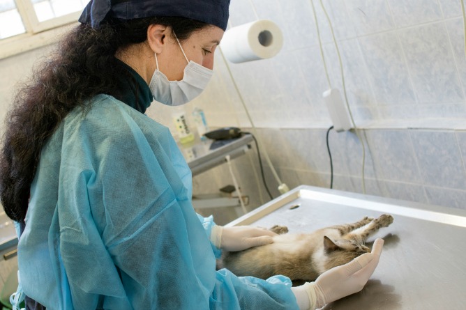 Esterilización de una gata callejera.