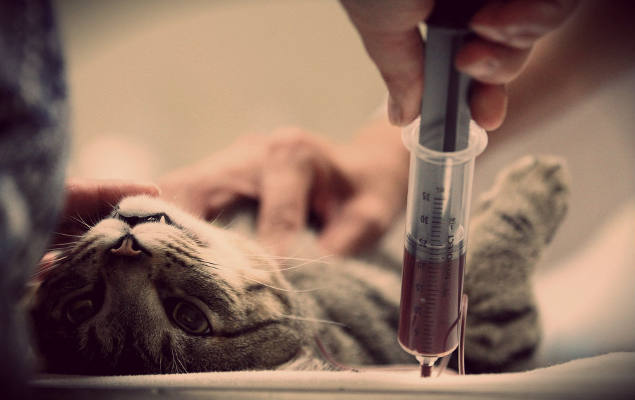 transfusión de sangre a gatos y perros