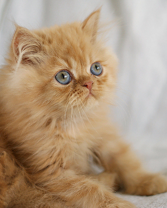 Gatito - persa