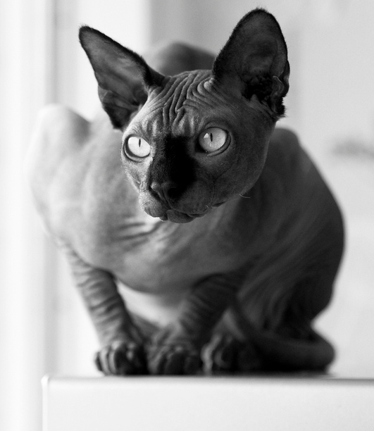 Gato de raza esfinge