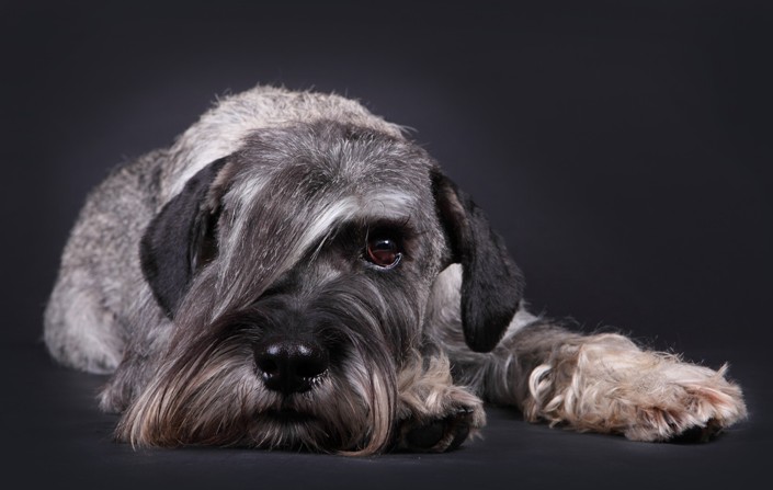 carácter del schnauzer mediano