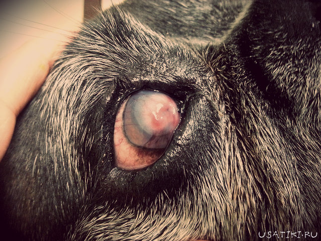 Úlcera corneal