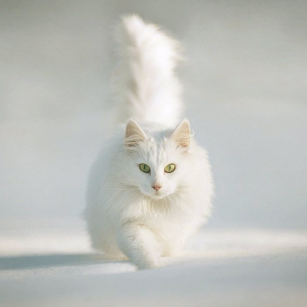 angora turco