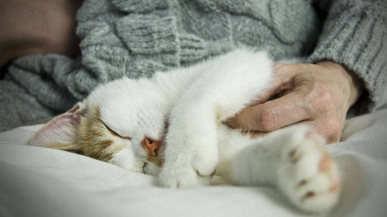 cariño hacia el gato