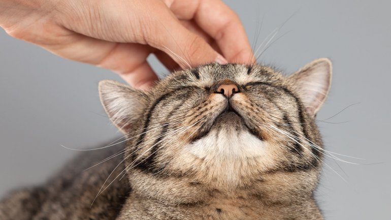 Acarician al gato.