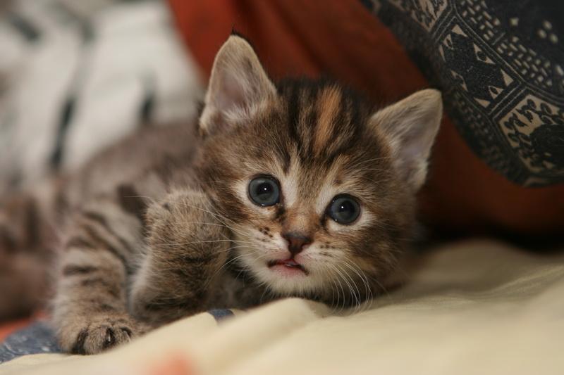 cómo alimentar a un gatito de un mes