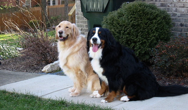 Los labradores son propensos a la obesidad