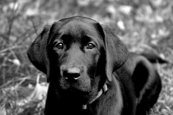 el perro mira directamente a los ojos