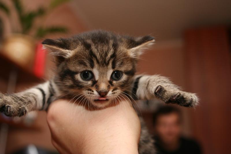 cómo cuidar correctamente a un gatito de un mes