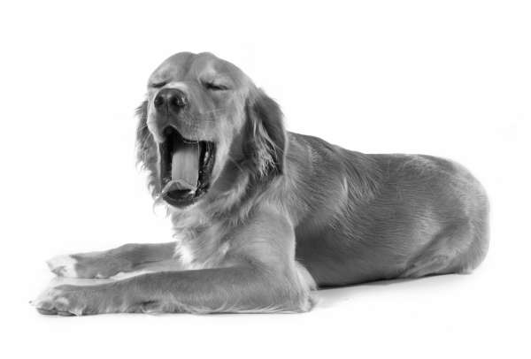 el perro bosteza junto con su dueño