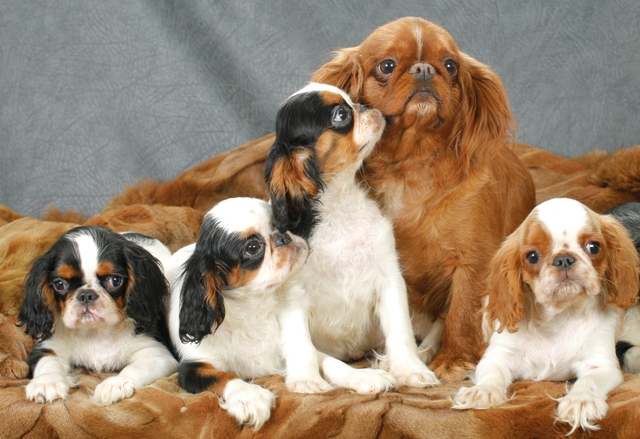 King Charles Spaniel Welpen