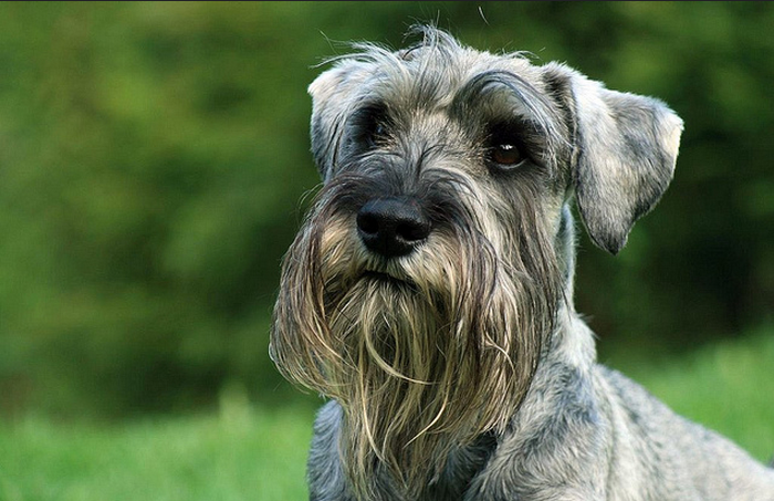 mittelschnauzer en foto