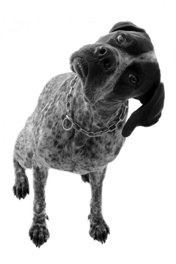 el perro mueve las cejas