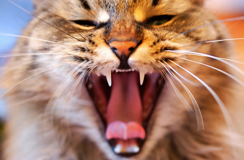 Un arañazo o una mordedura de gato puede tener consecuencias muy graves para el ser humano.