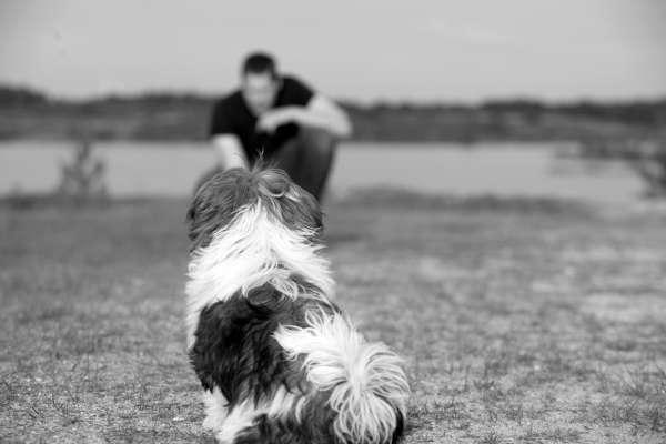 el perro espera a su dueño