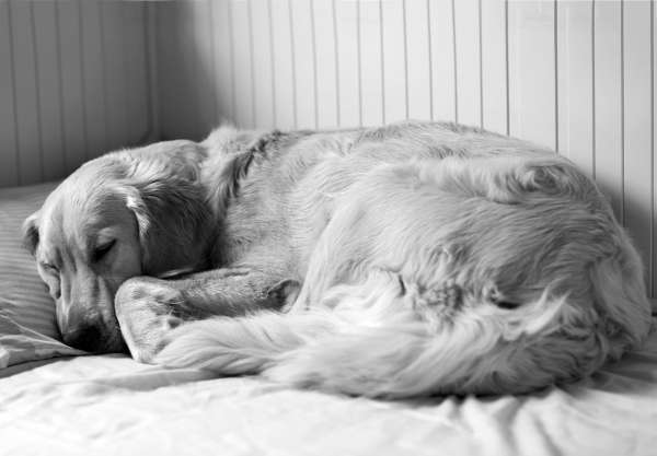 al perro le gusta dormir con su dueño