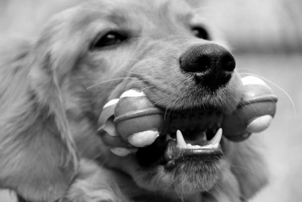 el perro trae juguetes a su dueño