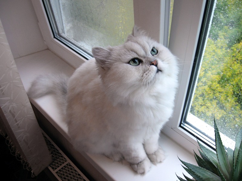 gato chinchilla