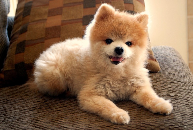 Zwergspitz (Pomeranian)