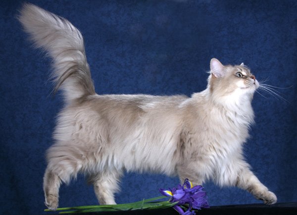 gatos de la raza Chantilly-Tiffany
