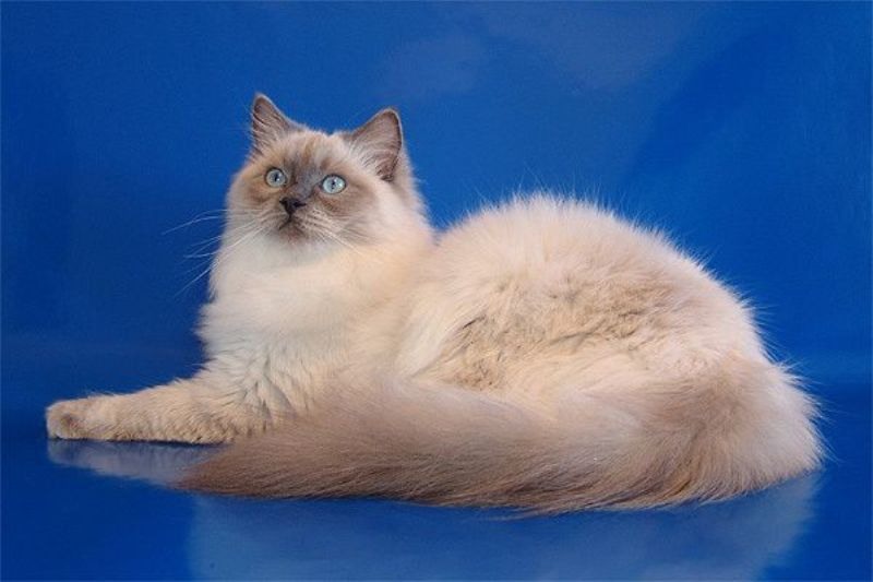 Gatos de raza Ragdoll, descripción de los gatos de raza Ragdoll, características generales de los gatos de raza Ragdoll