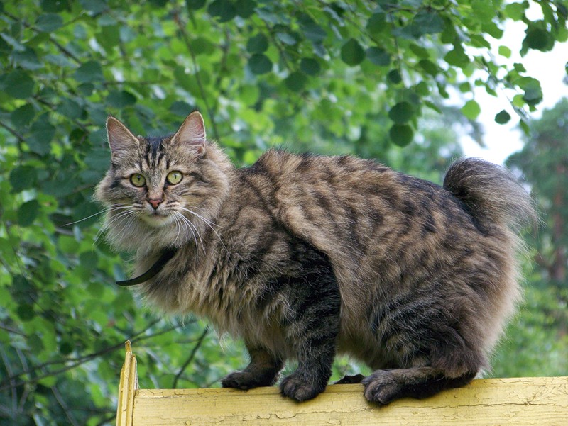 Bobtail kuril - gato
