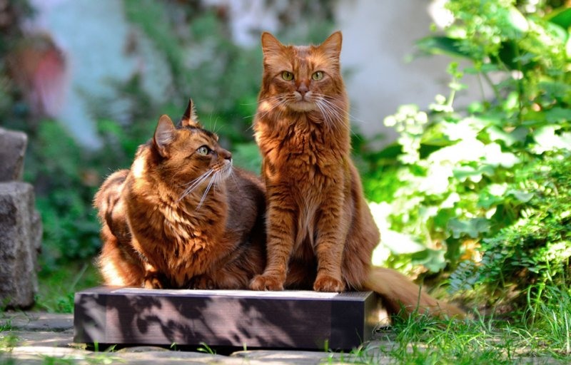 gatos de raza somalí