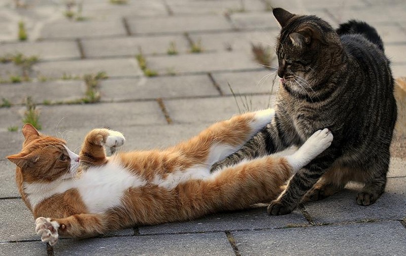 agresividad en gatos