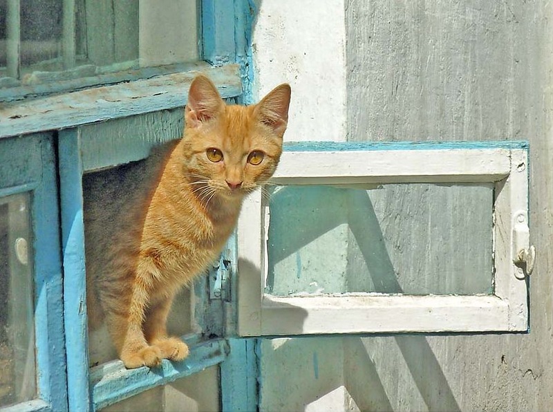 gato sentado en la ventana