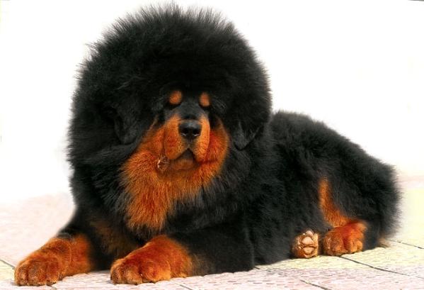 Mastín tibetano foto