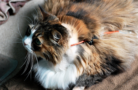 pancreatitis en el gato