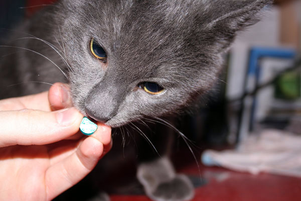 alimentación de gatos