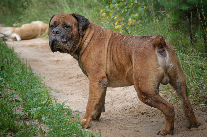 Boerboel sudafricano