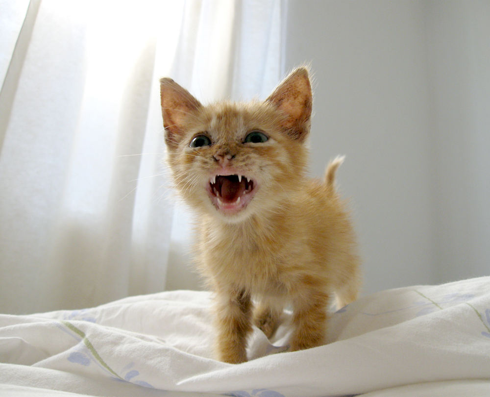 estrés en el gato