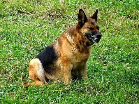 Perro pastor estornudando