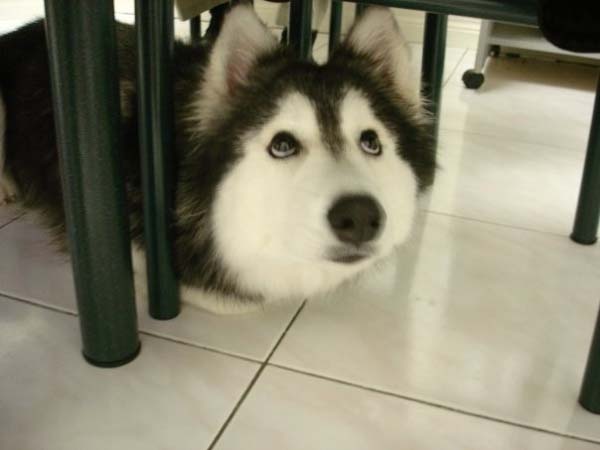 perro - gato Tally